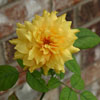 Rose on the rosebush in the large backyard of the house for rent in Watauga, TX/